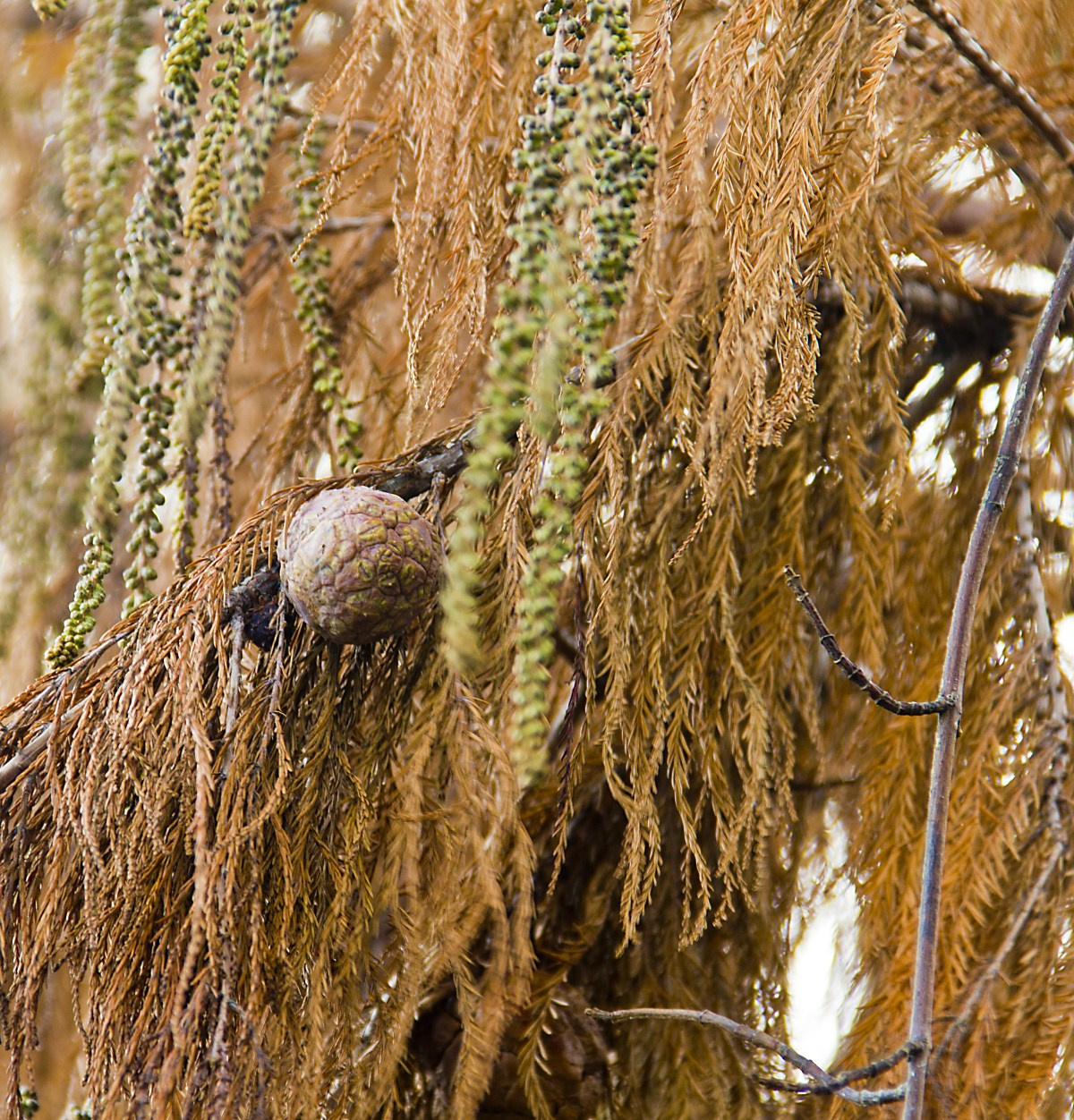 Furcsa termés