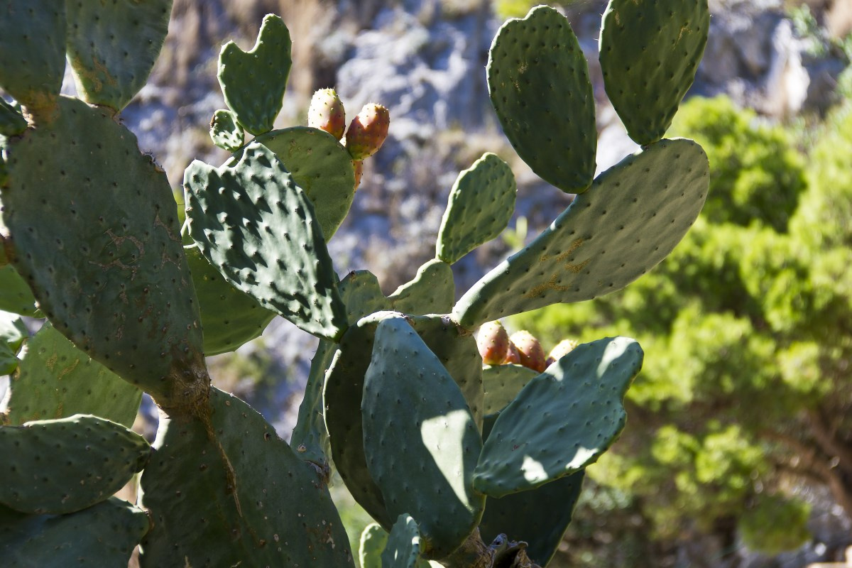 Kaktuszfügék