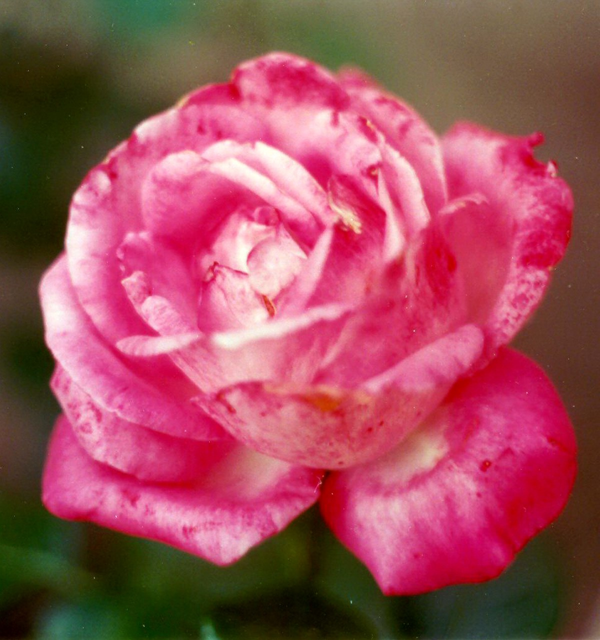 rózsa - 3