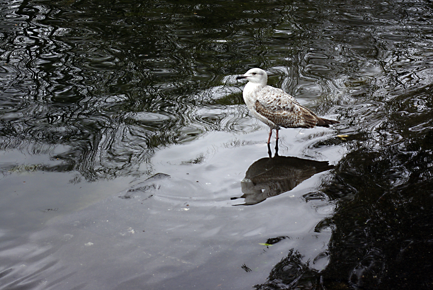 st stephens green