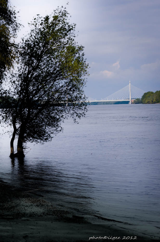 Egy fa és egy híd