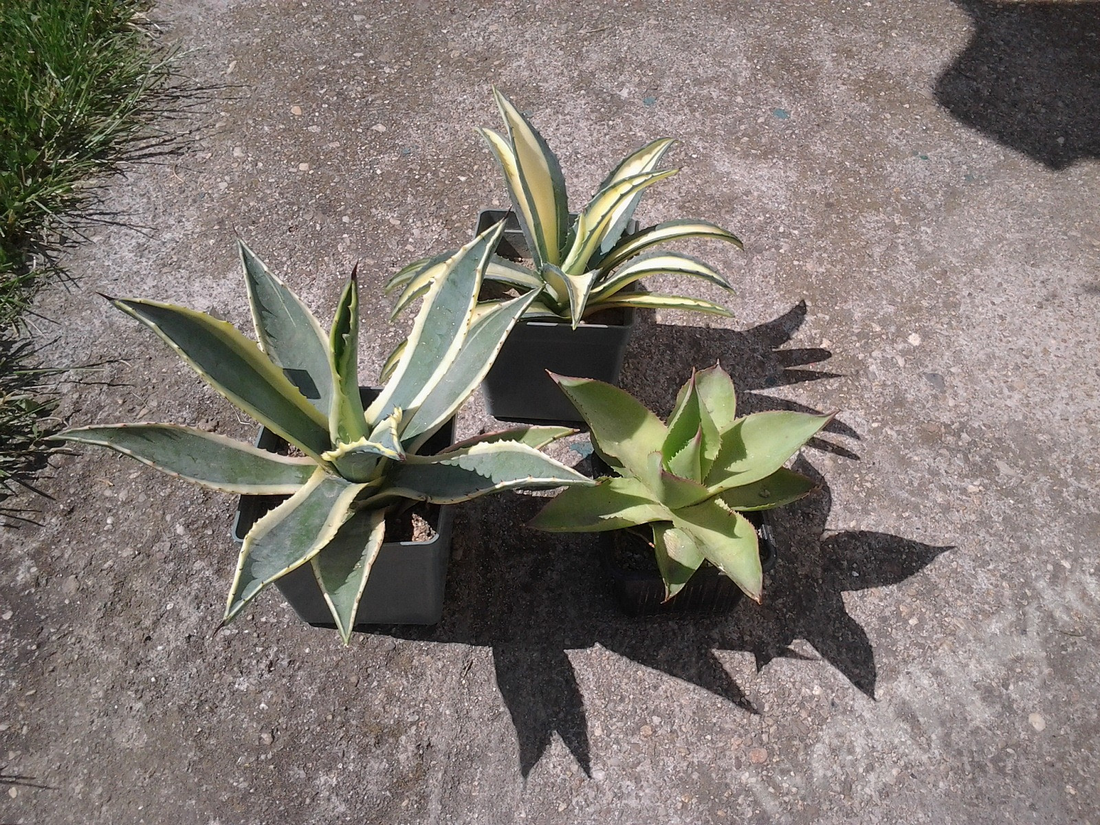 agave2