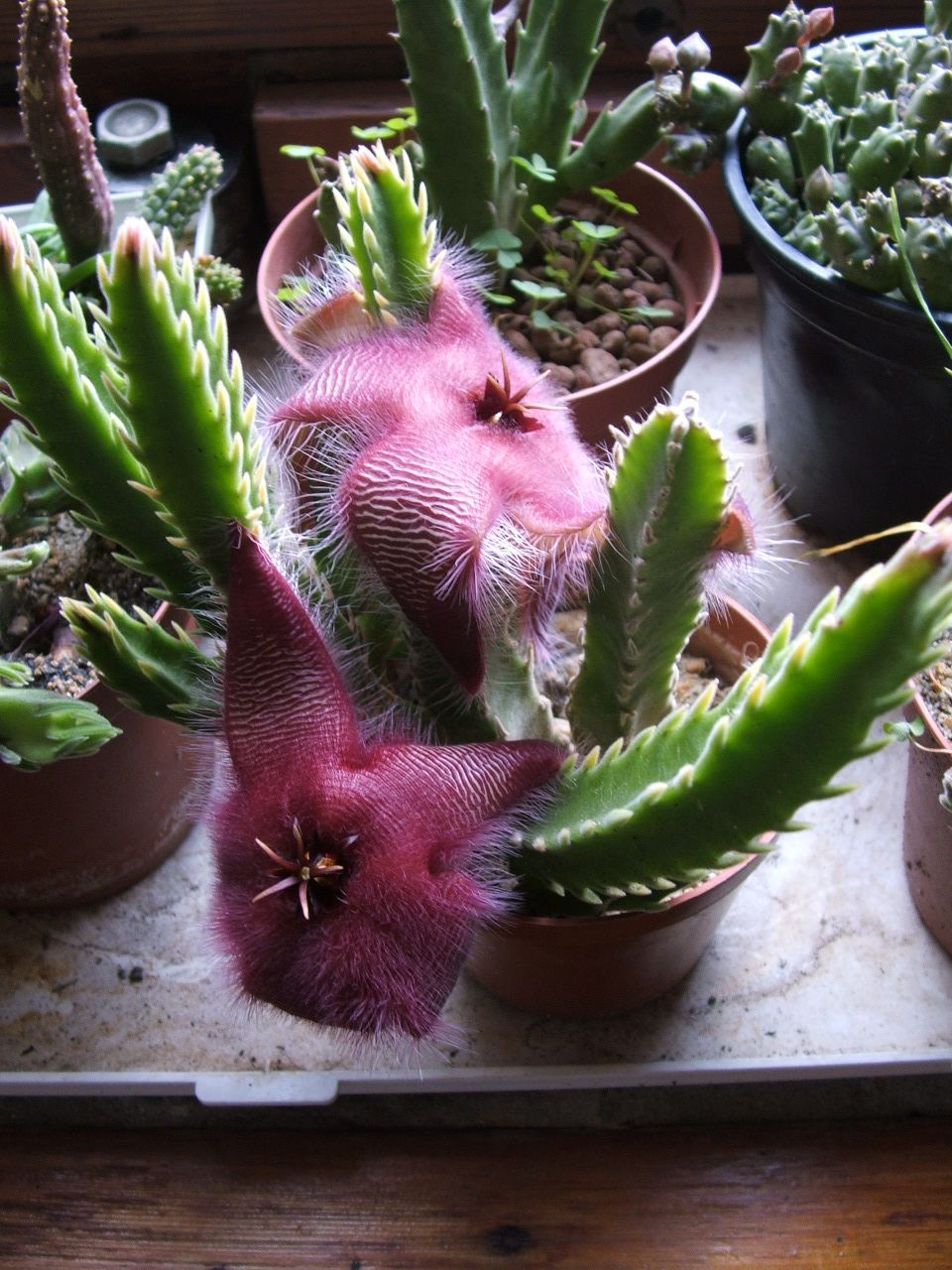 stapelia hirsuta3