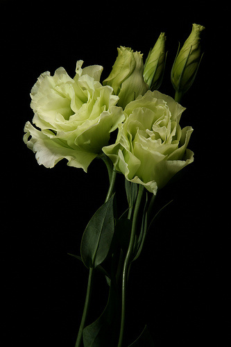 lisianthus 4