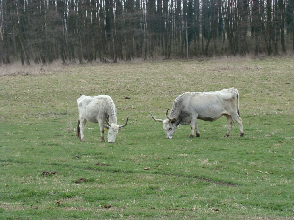 legelészők