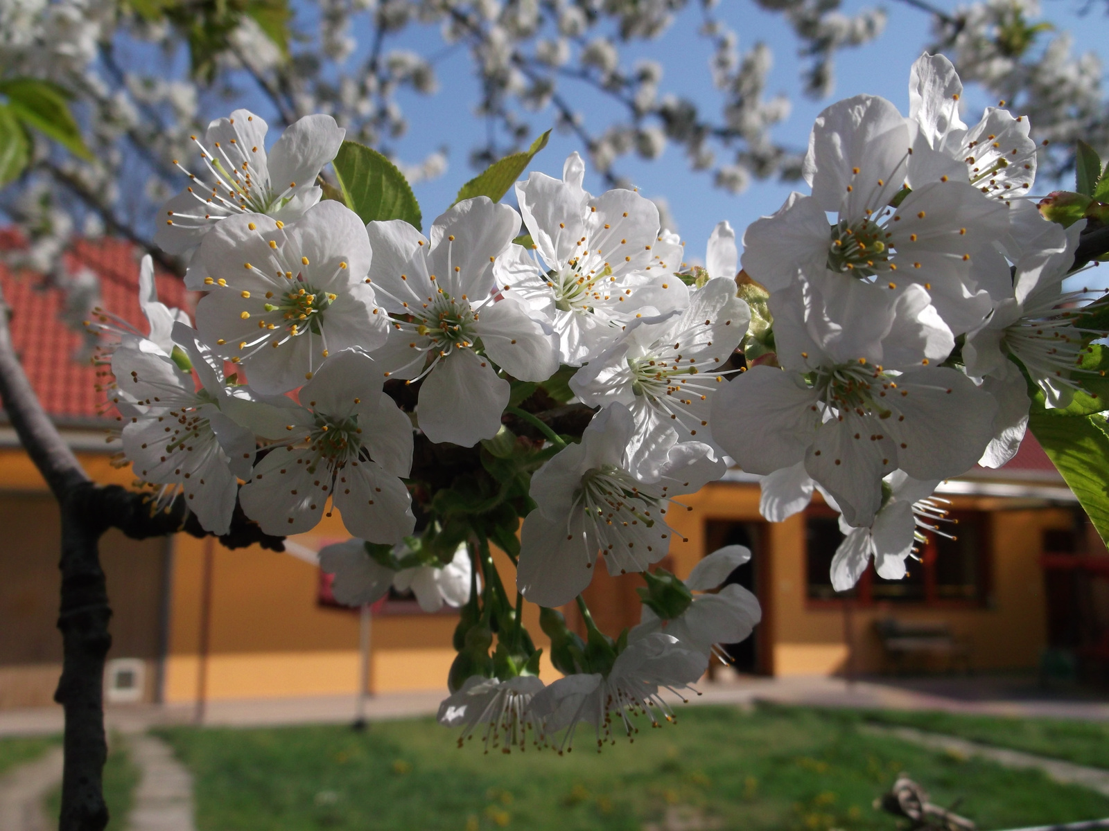 034-2013.04.21. Cseresznye virága