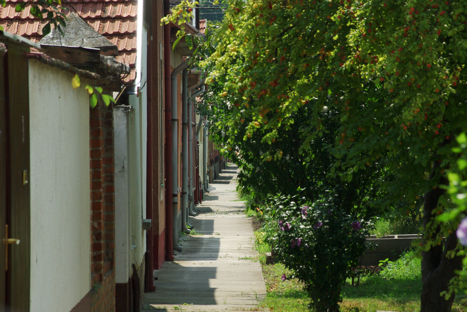 csongrád2010-9834