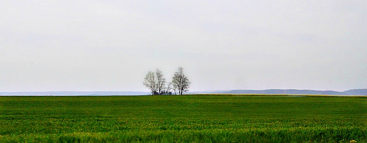 Mezőőr