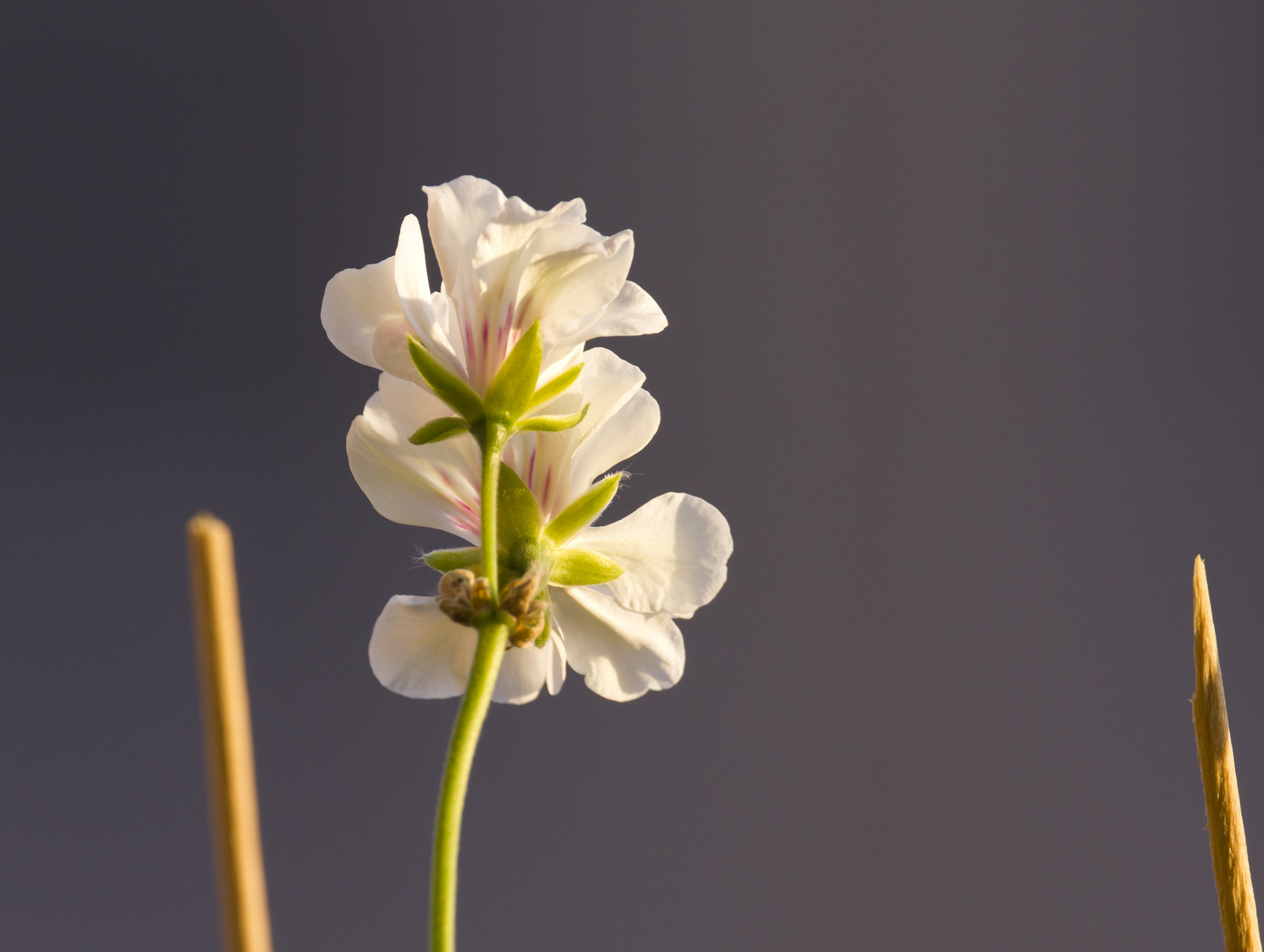 Kowa Prominar 500 mm teszt, makró F5,6, kézből