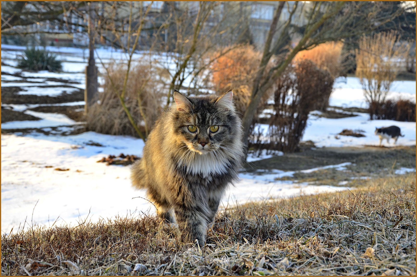 Maine Coon (Kozel 3 éves)