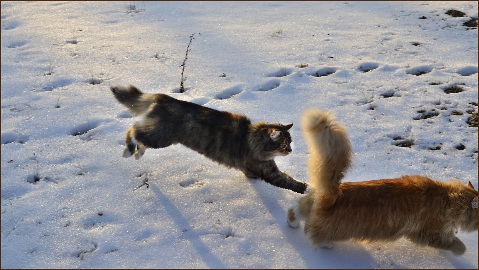 Maine Coon 2