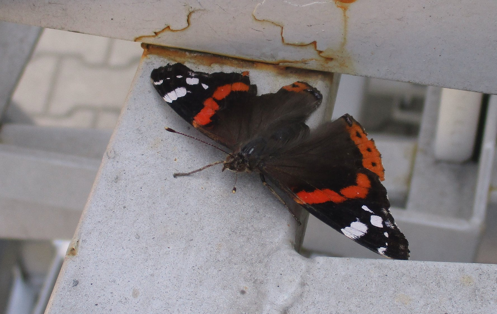 Dying papillon 6