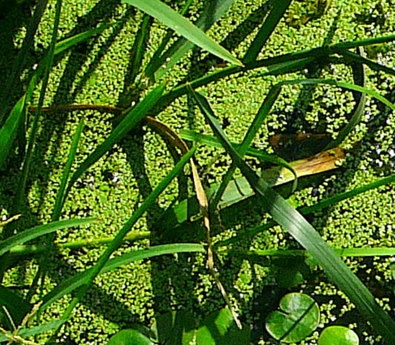 Nád árnyék a béka lencsén. 2012.06.26. 02053