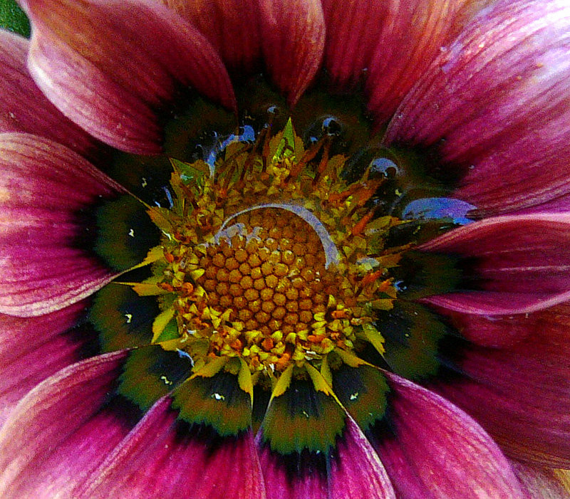 Gazania. 2012.08.28. 183042