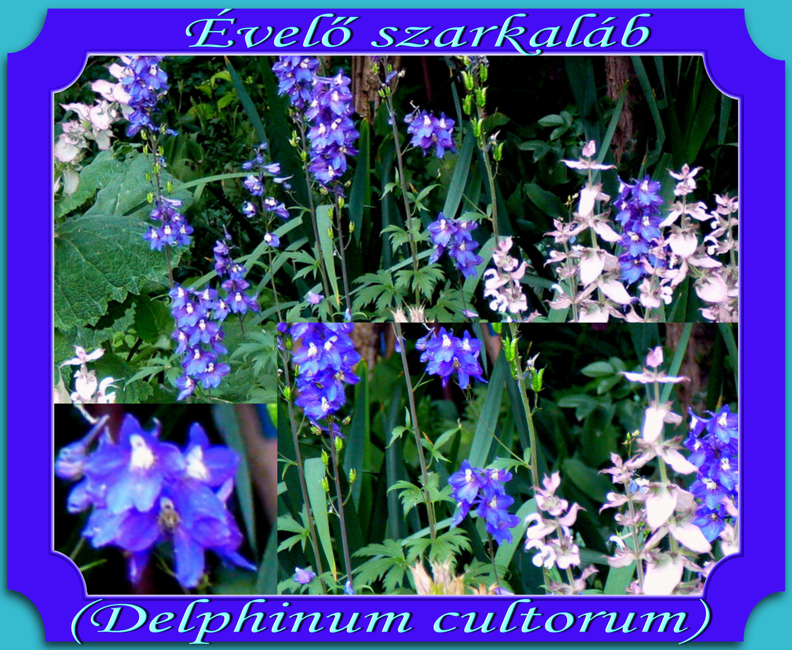 Szarkaláb - delphinum cultorum