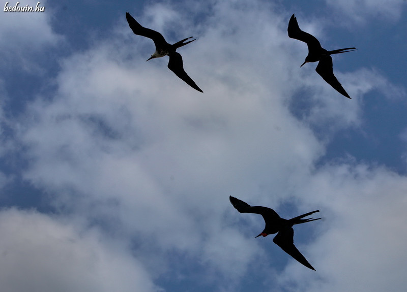 One destination - Hopkins, Belize, 2008