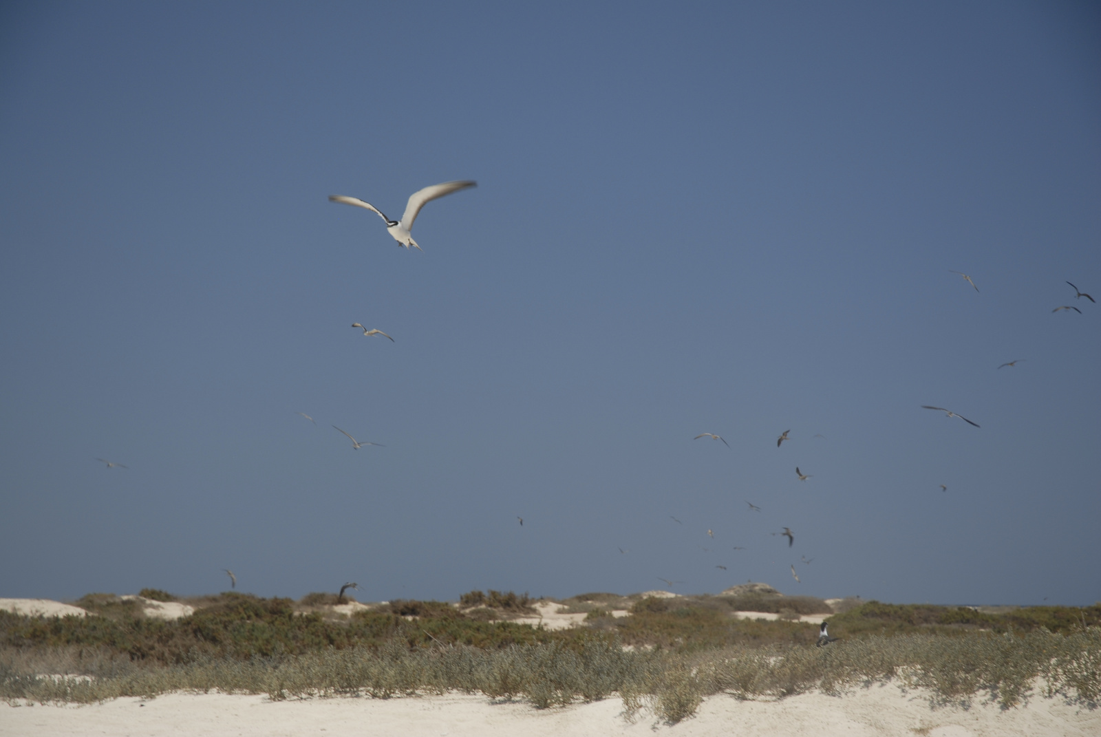 Marsa Alam (112)