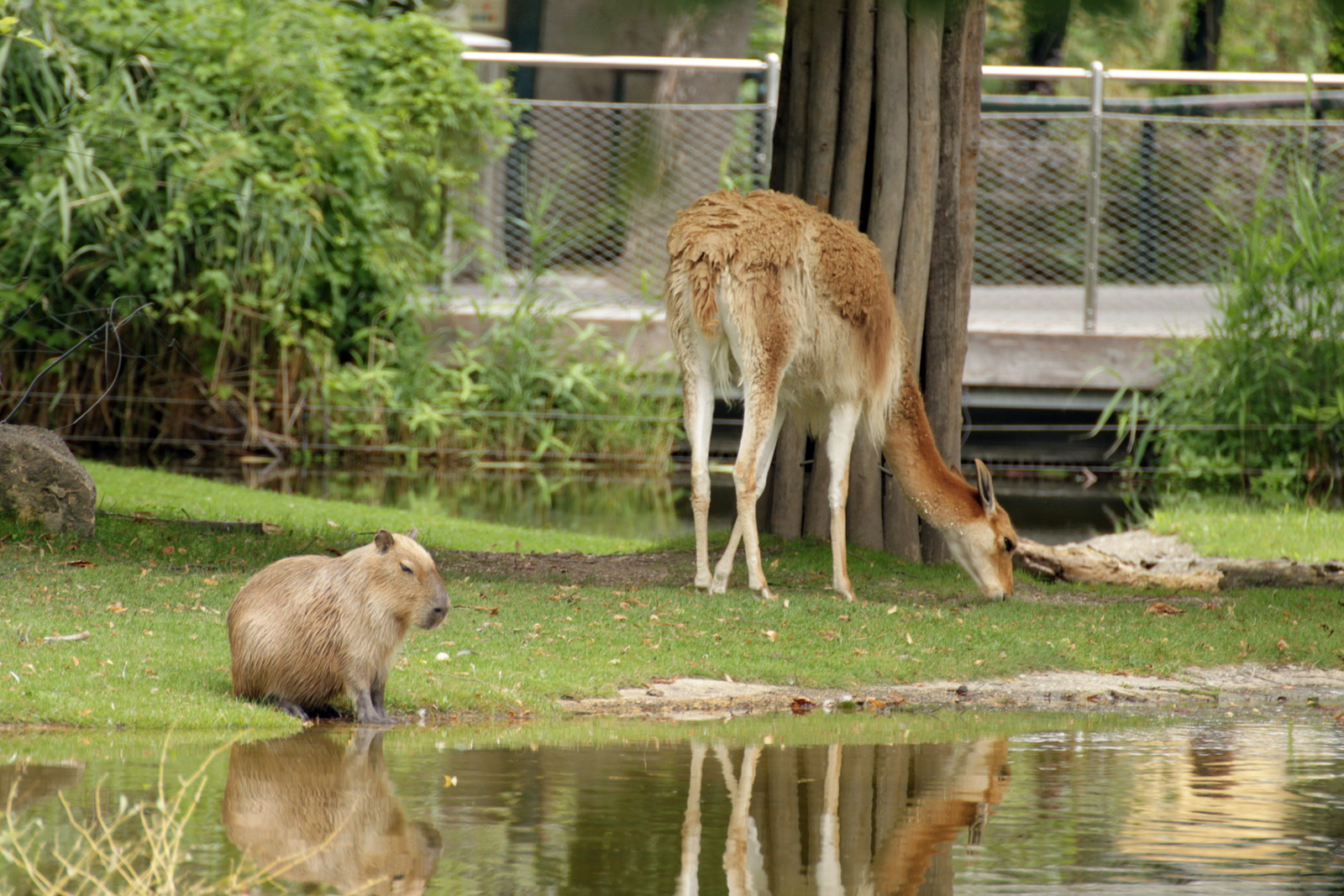 Schoenbrunn ZOO 16992