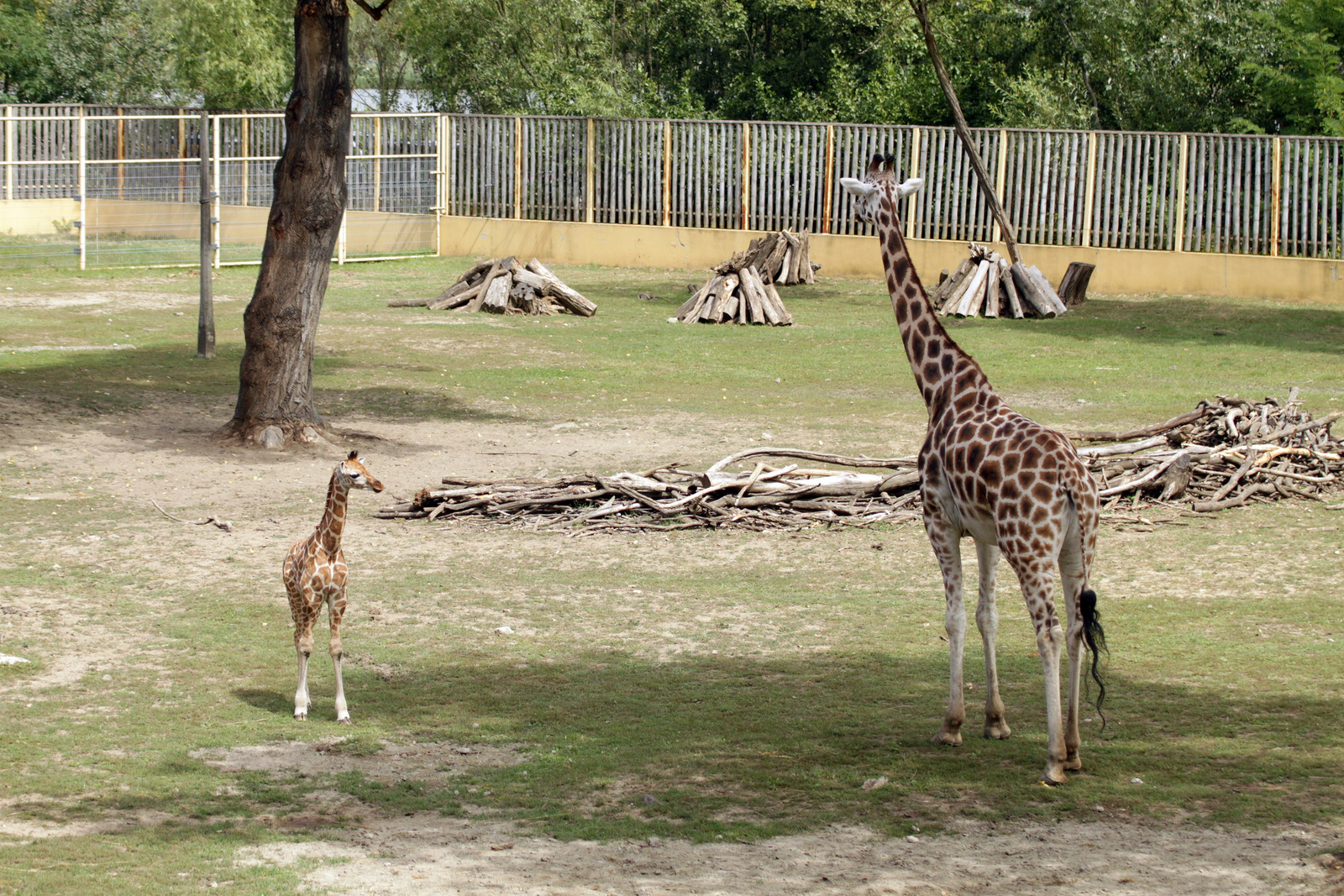 Nyiregyhazi ZOO 17633