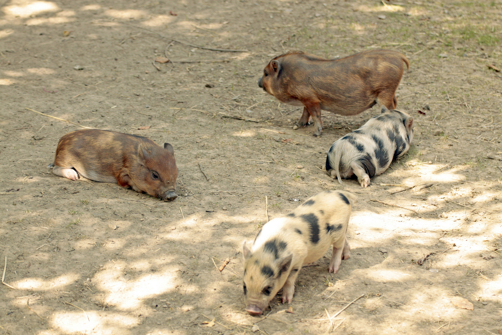 Komlói mini-zoo 18748