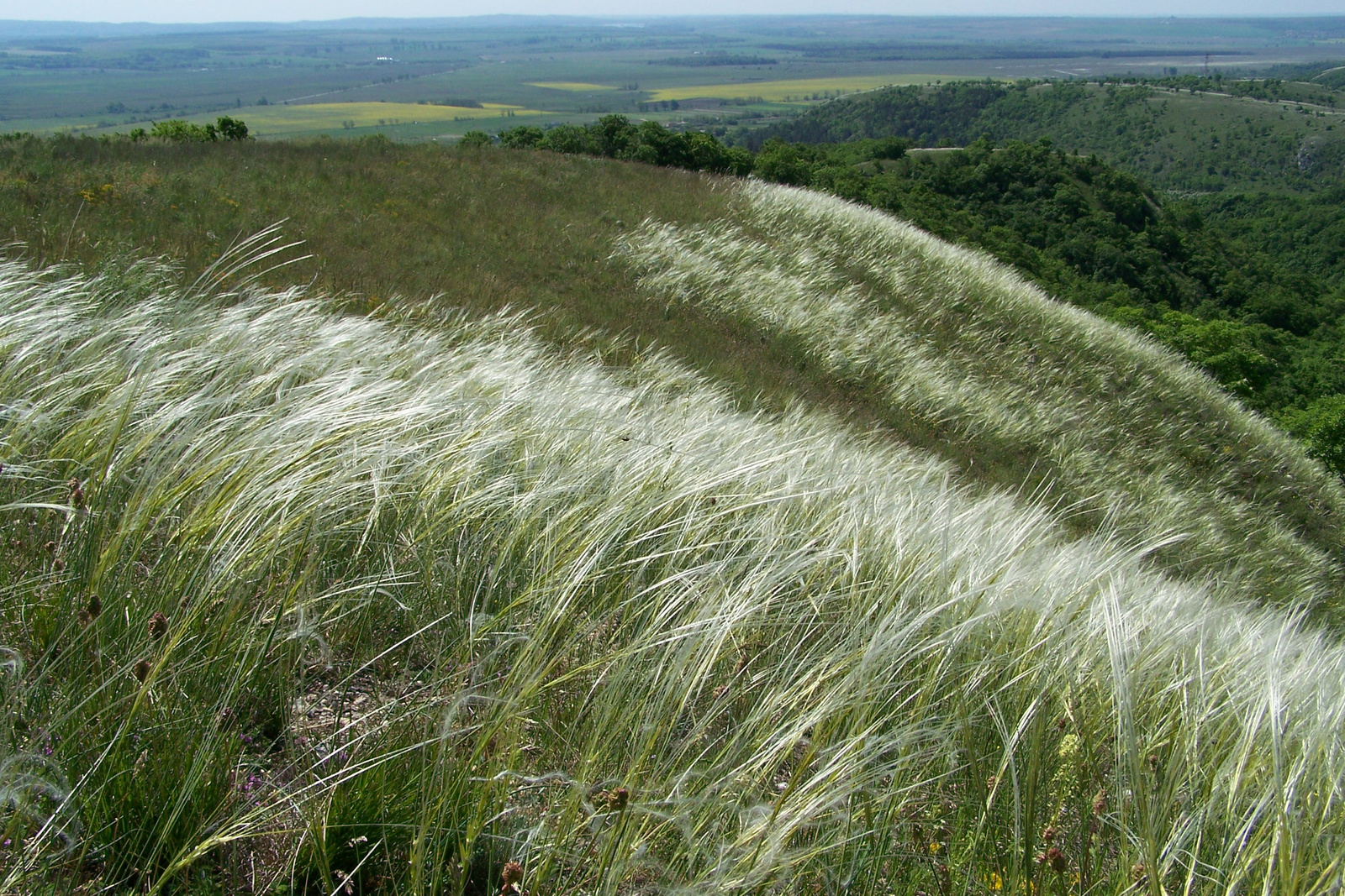 Vértes 08.05.11 443