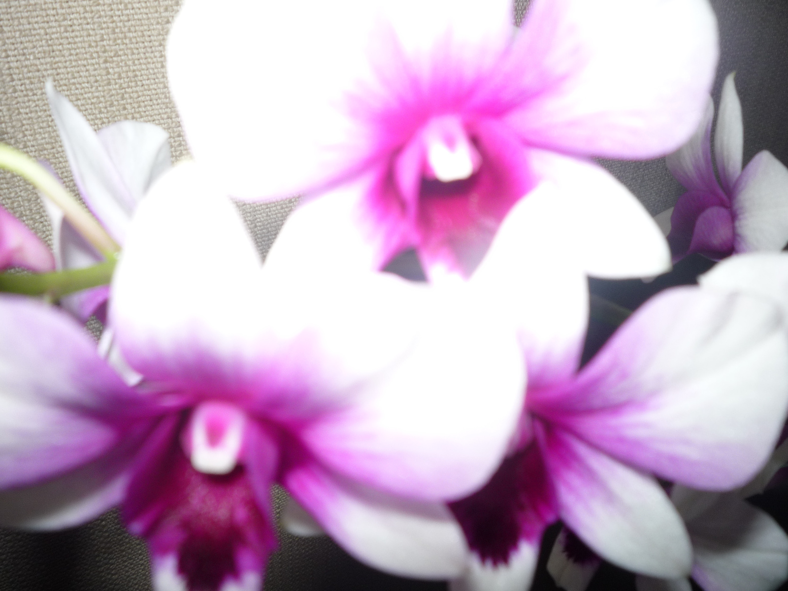 2011. SZEPTEMBER,25. DENDROBIUM 003