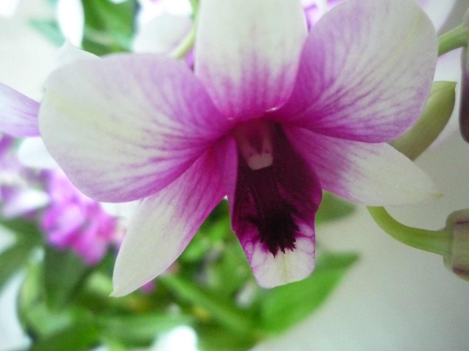 2011. SZEPTEMBER,25. DENDROBIUM 009