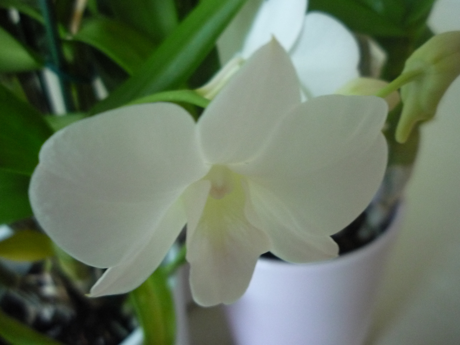 2011. SZEPTEMBER,25. DENDROBIUM 011