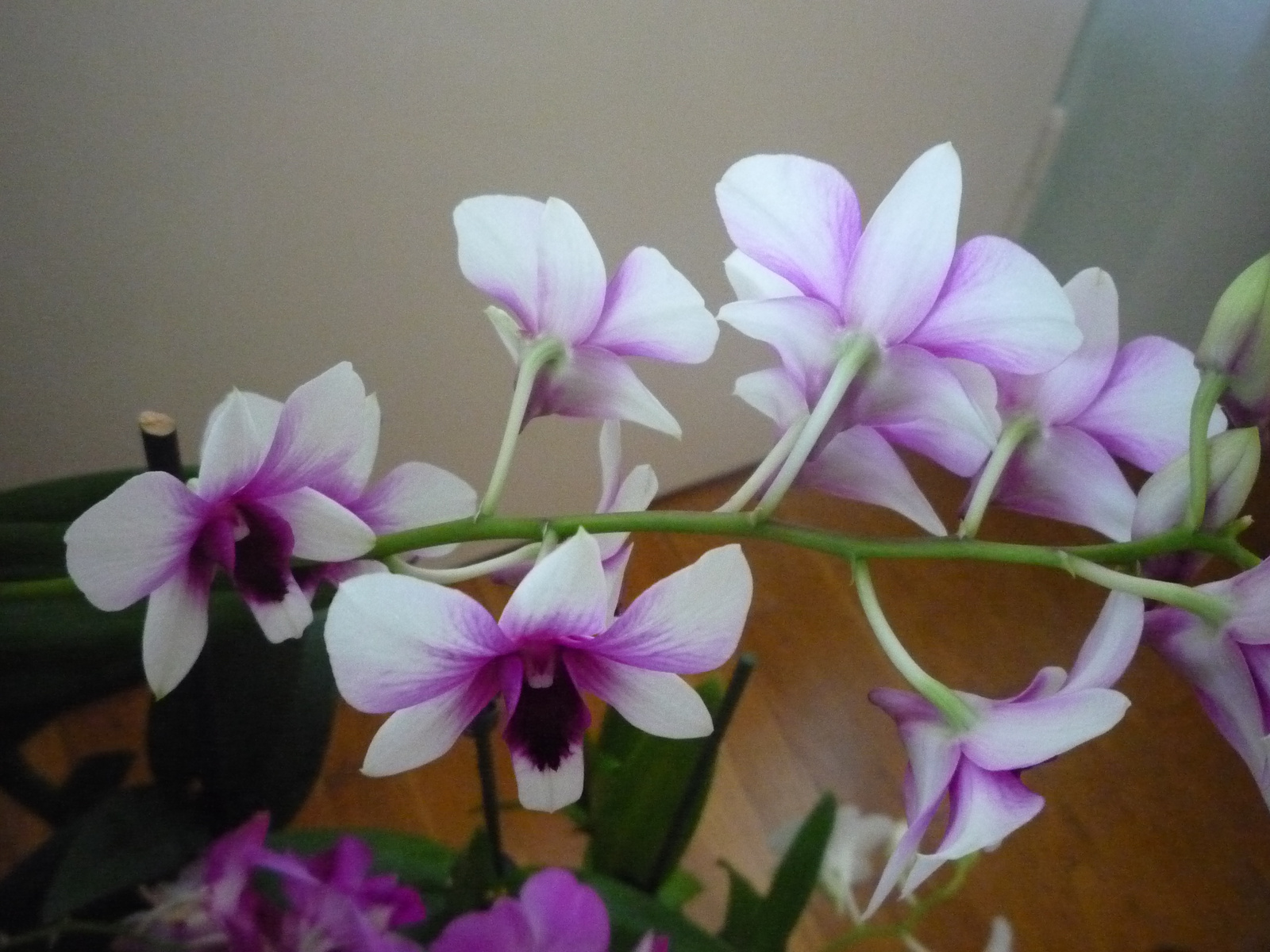 2011. SZEPTEMBER,25. DENDROBIUM 015