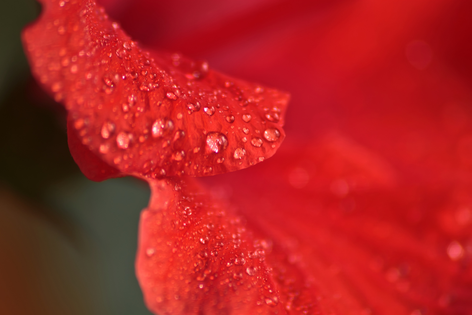 Hibiszkusz szirom makro