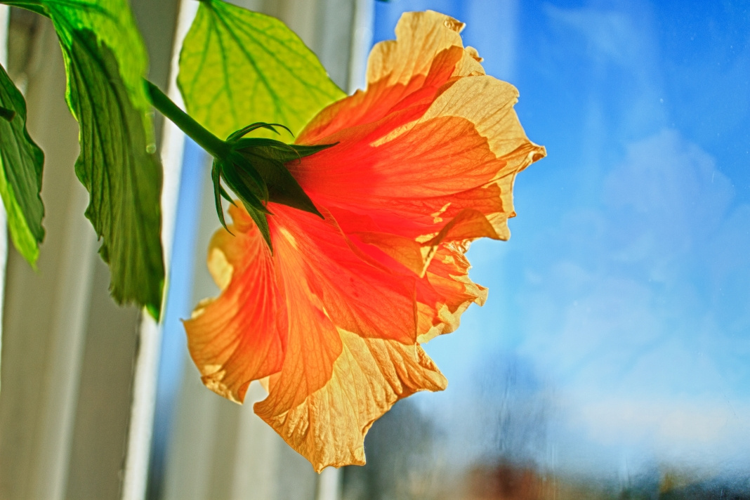 Yellow Hibiscus HDR