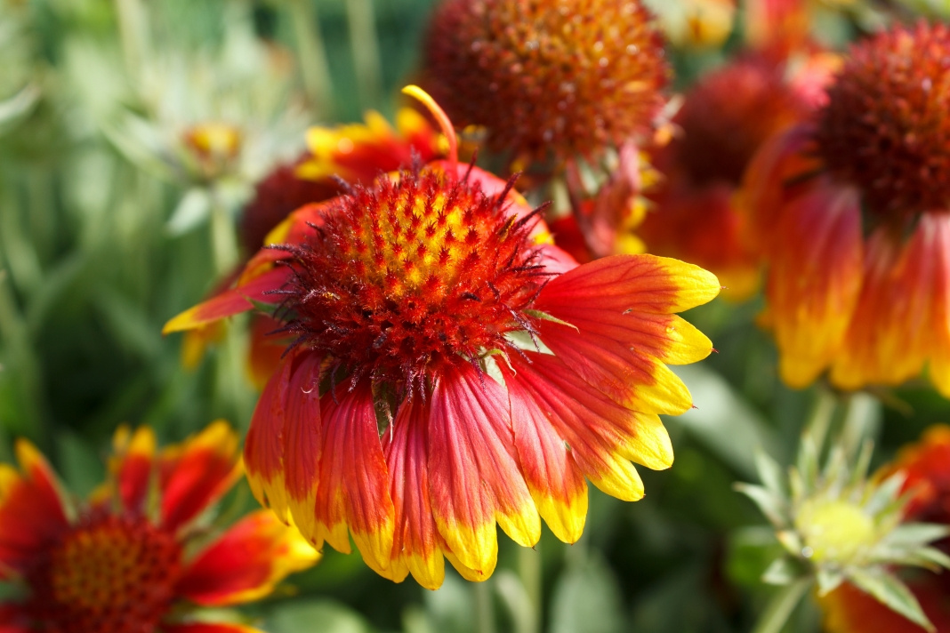 Red Yellow flower