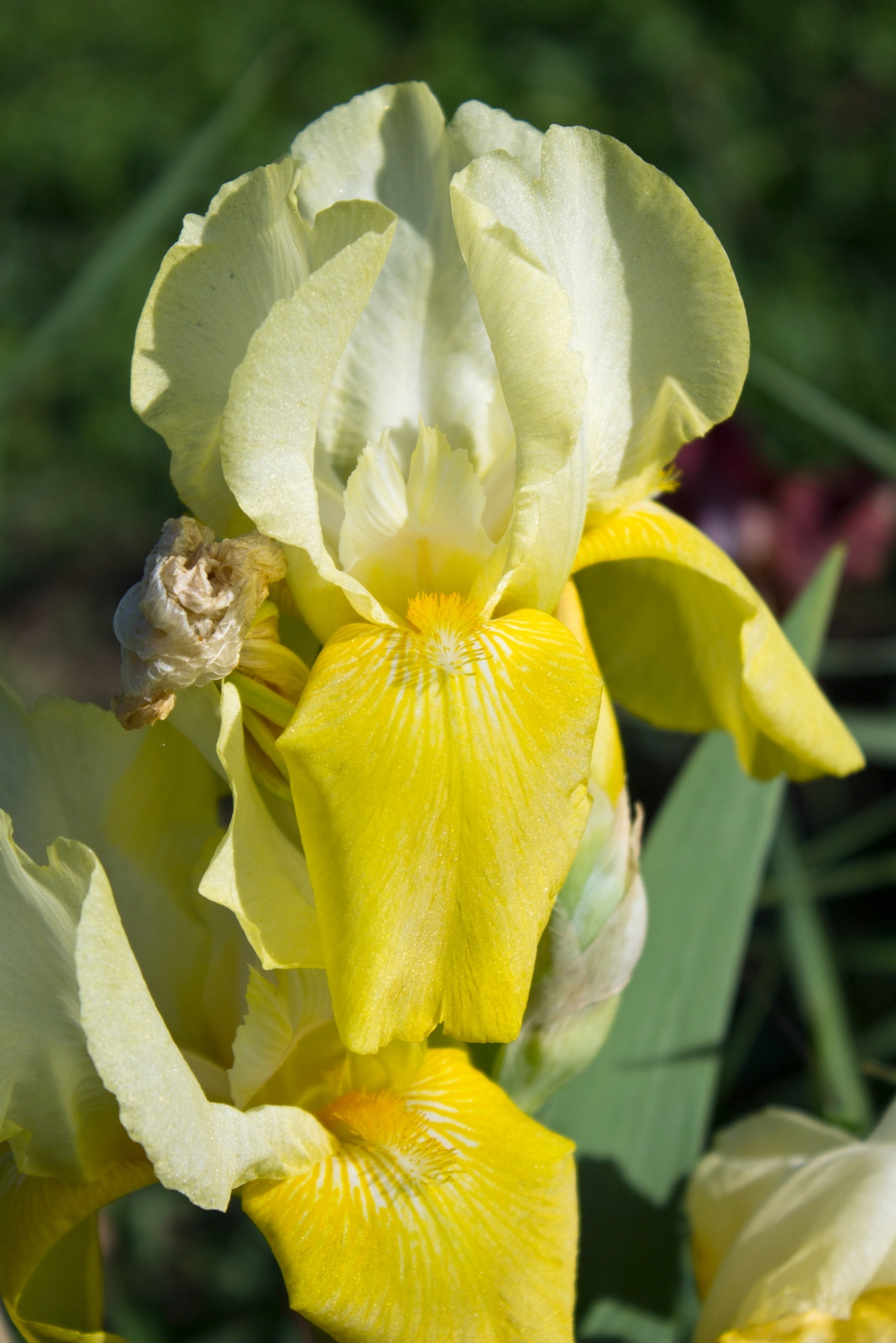 butteriris