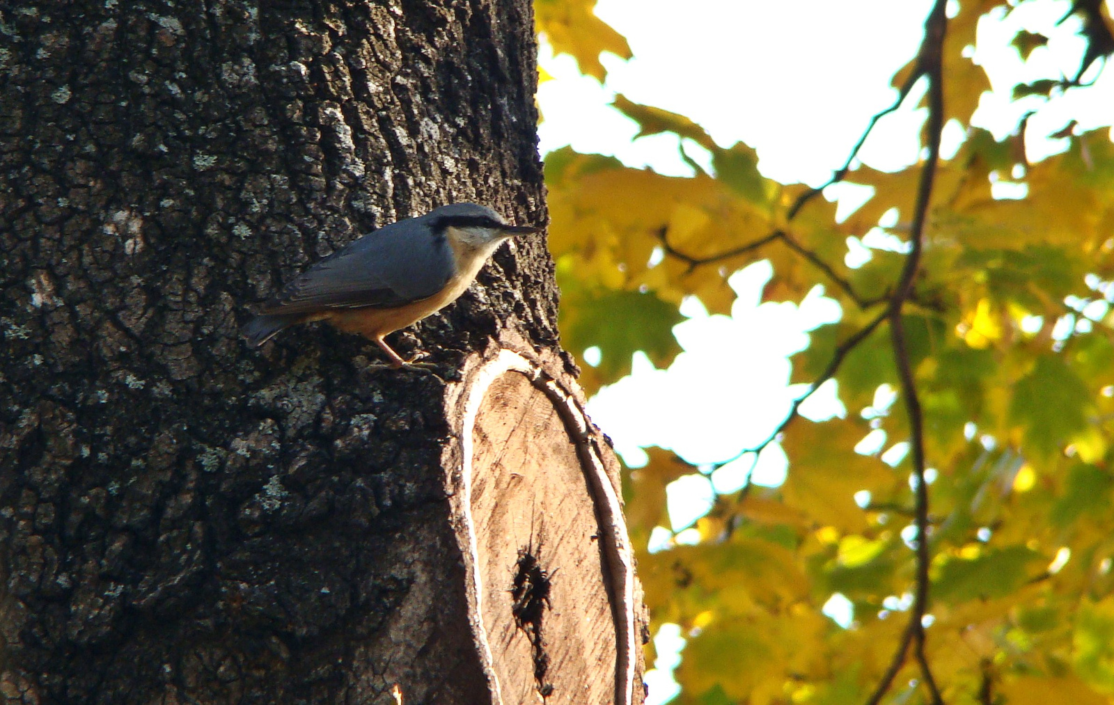 Csuszka (Sitta europaea)