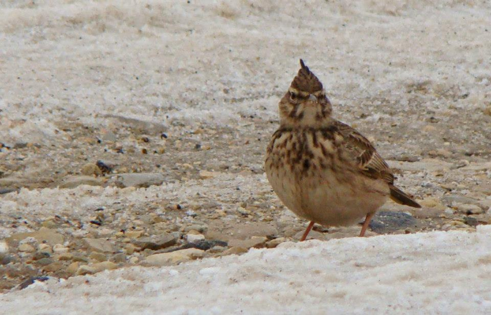 Mezei pacsirta (Alauda arvensis)