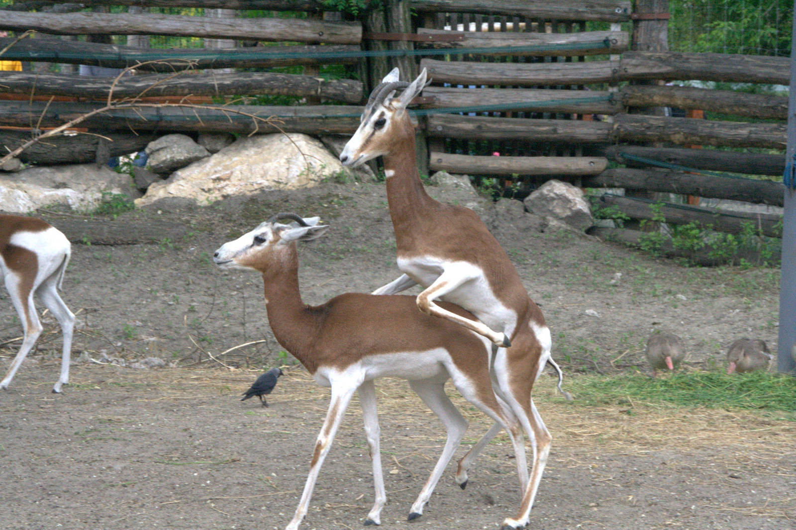 2011.Budapesti állatkert58
