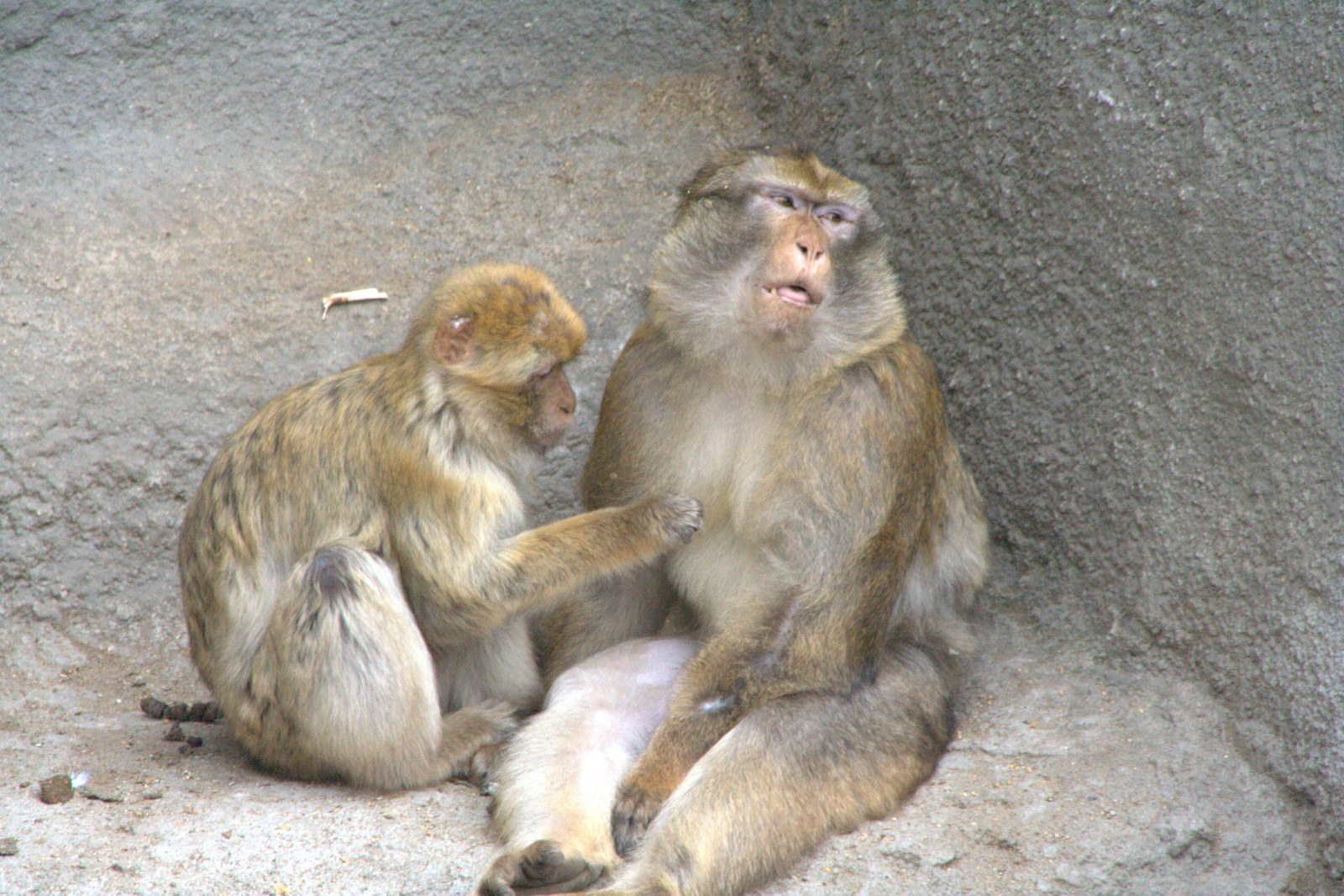 2011.Budapesti állatkert83