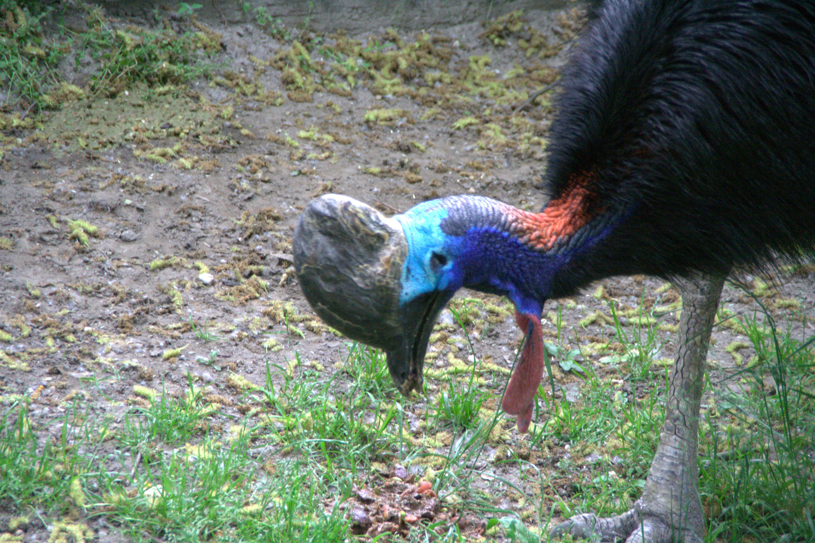 2011.Budapesti állatkert144