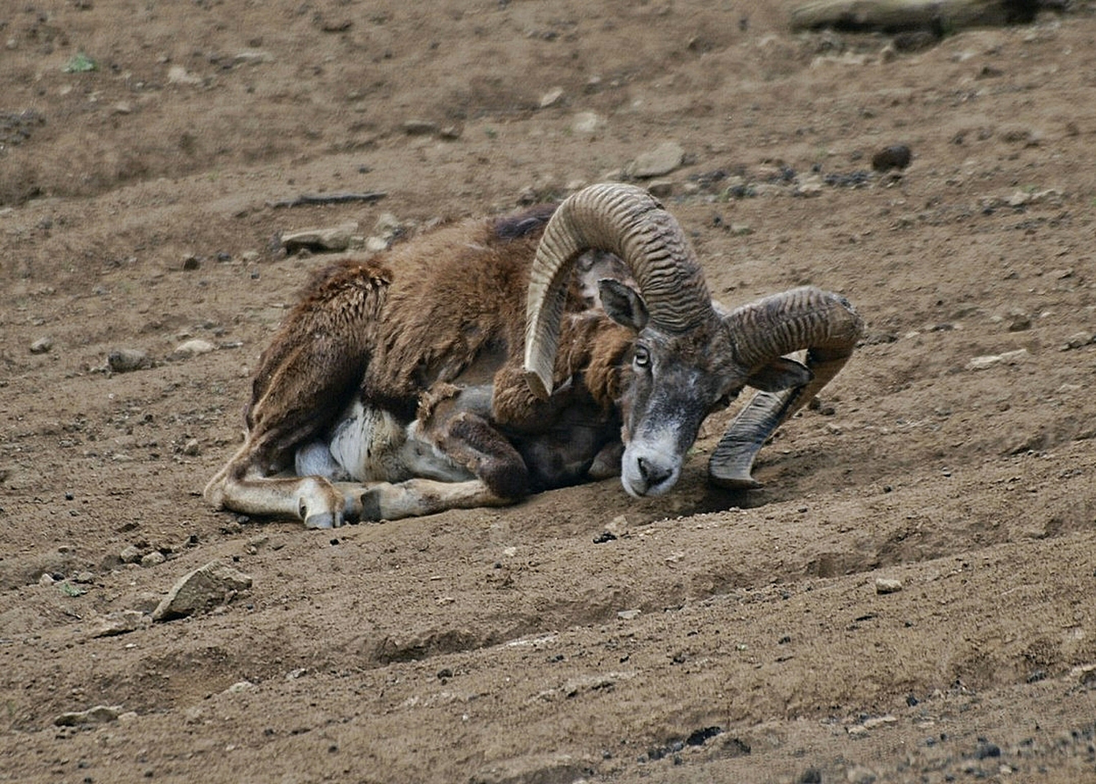 öreg