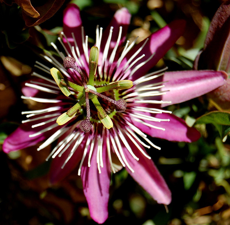 Spinalonga virága (állítólag Golgotavirág) :)