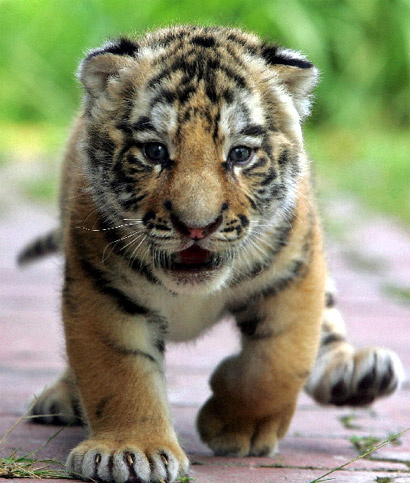 pici tigris