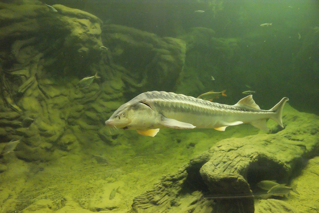 Poroszló, Tisza-tavi Ökocentrum akvárium