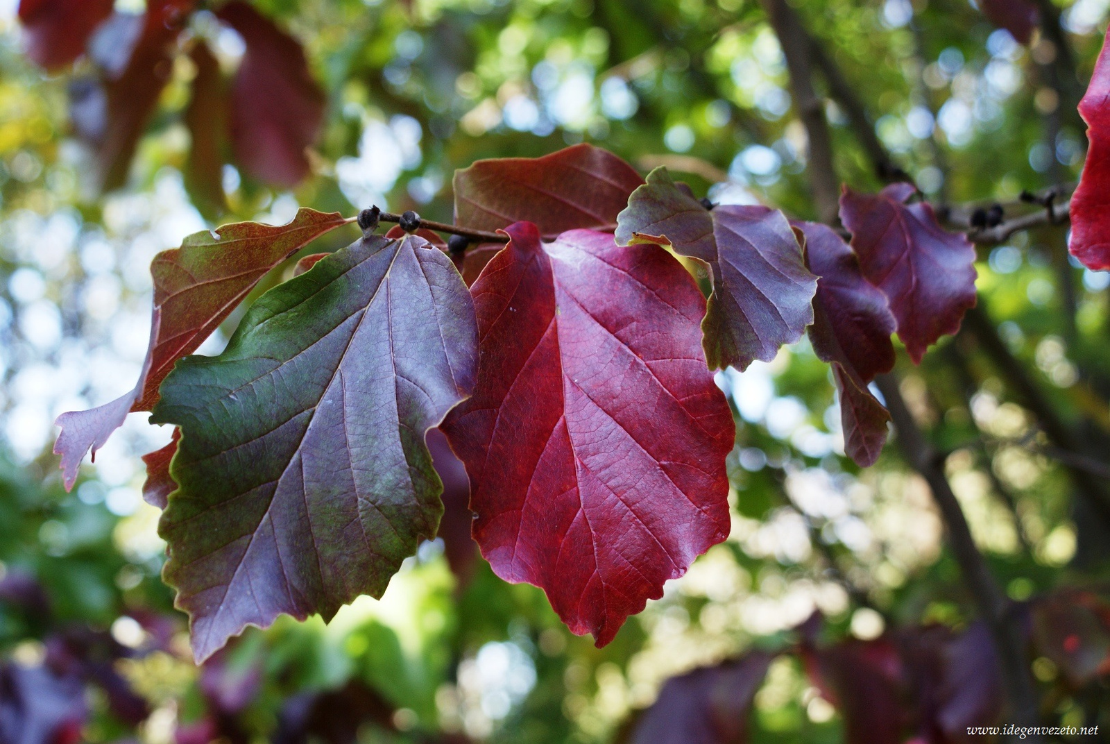 A perzsafa levelei ősz elején