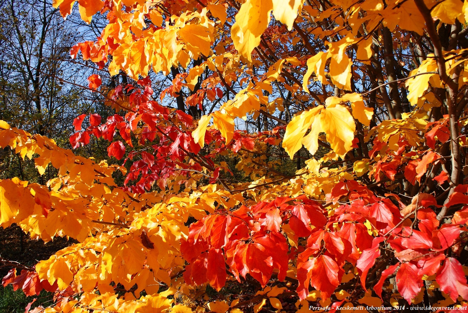A perzsafa ősszel