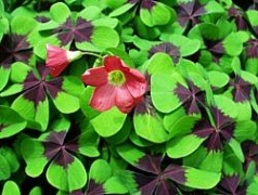 szerencsehere-oxalis-deppei- 3