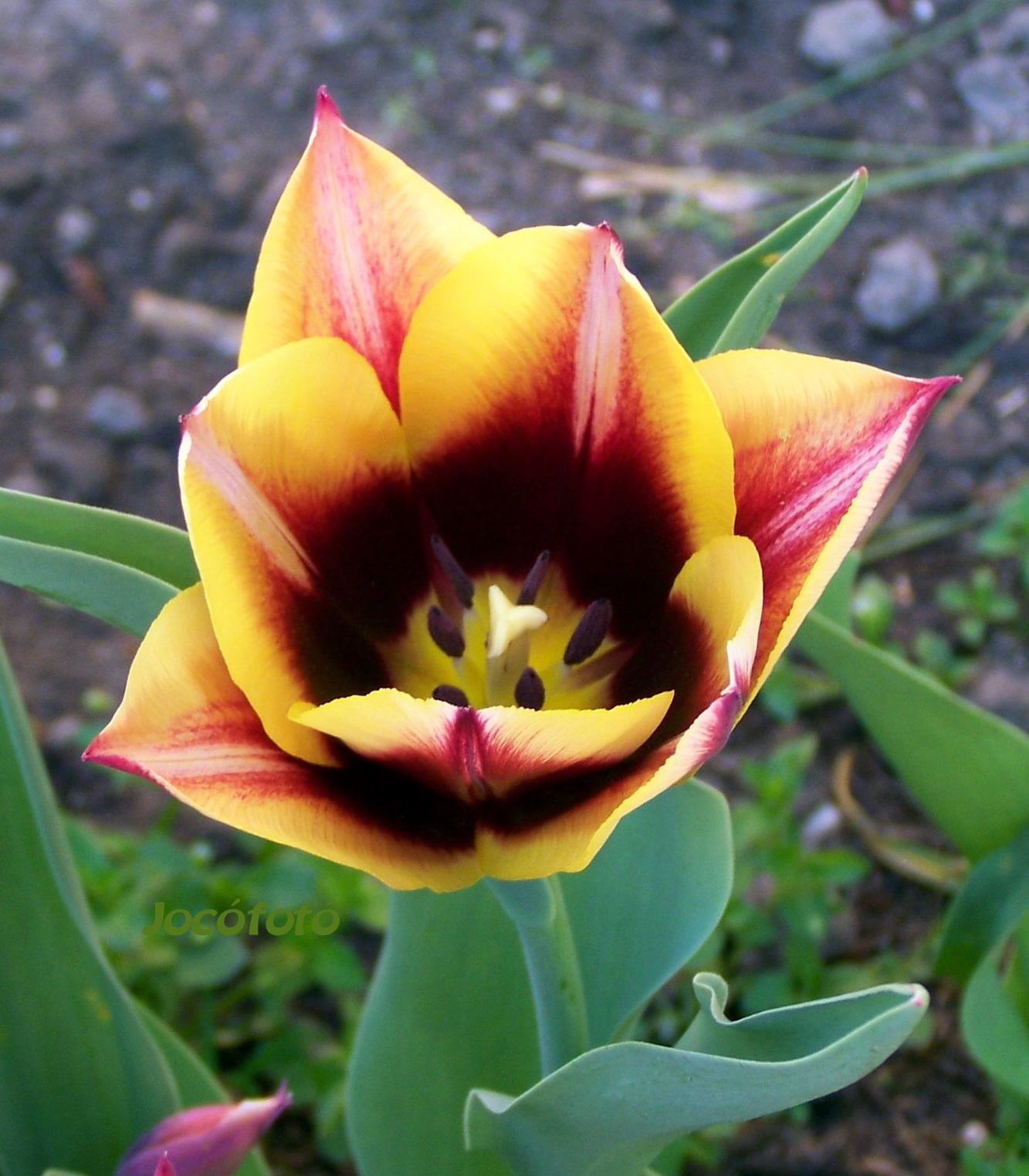 Tulipán 7330