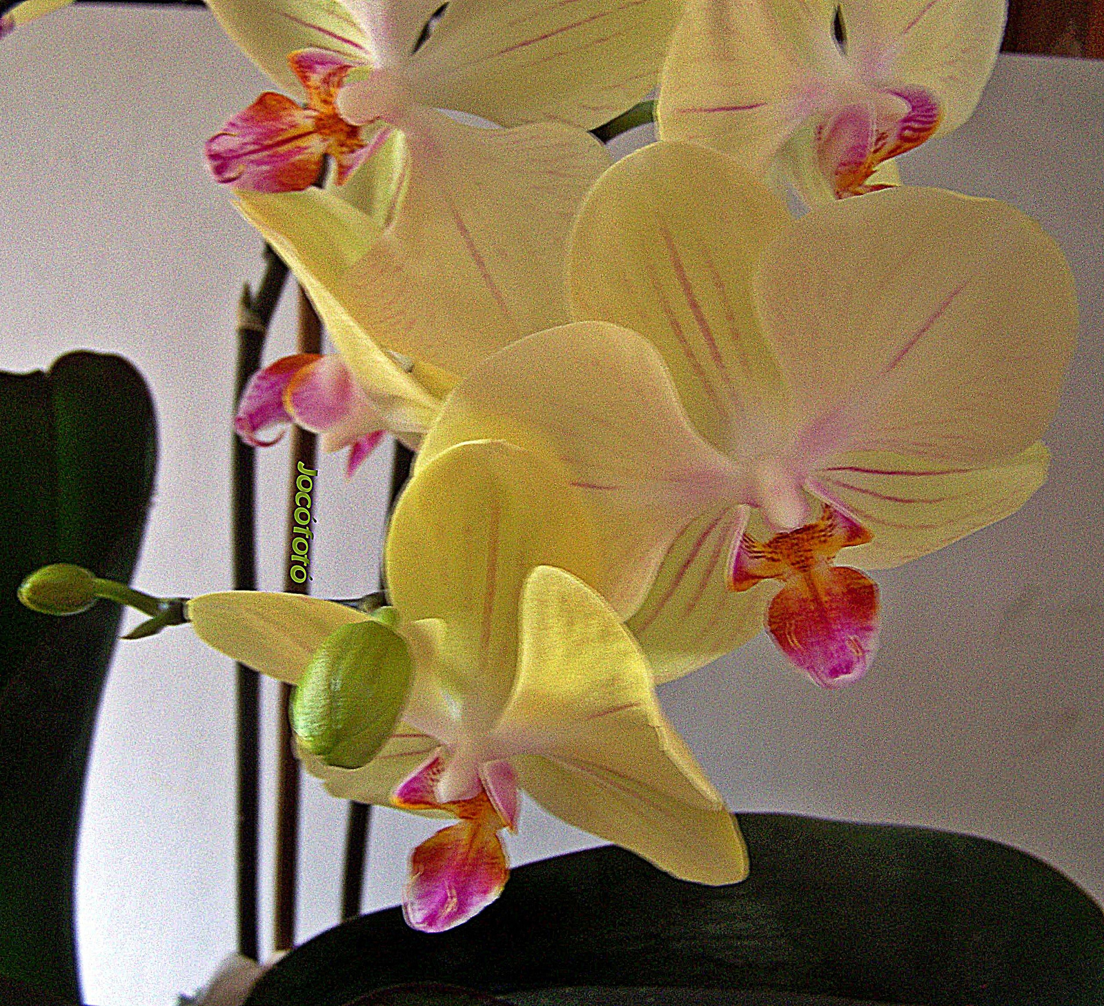 Orchidea 7946-1