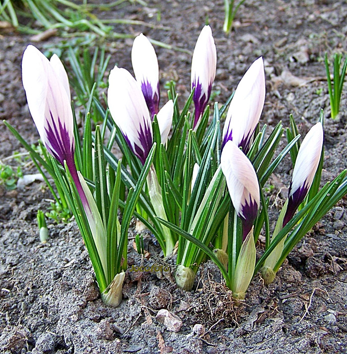 Crocus 8558