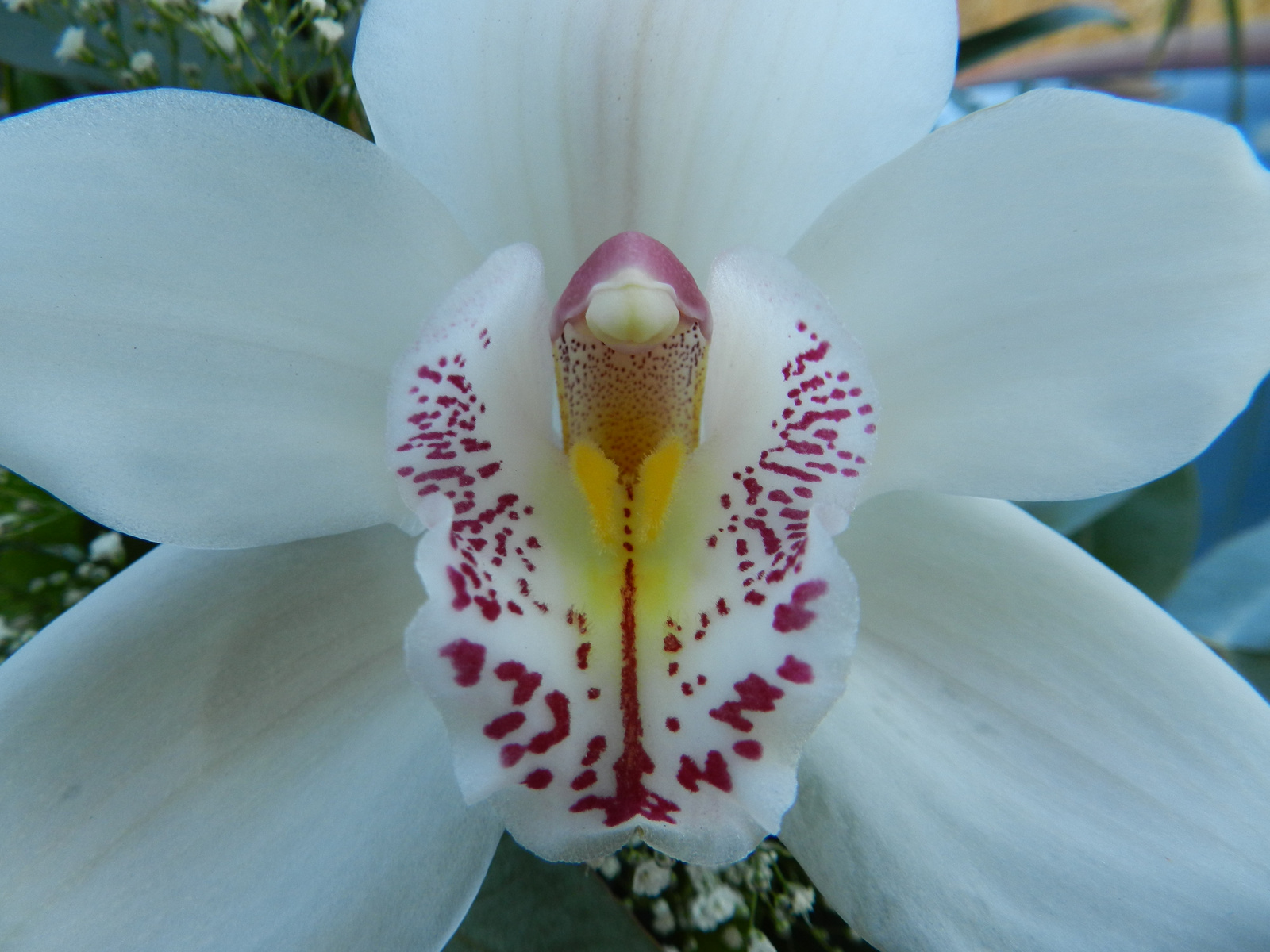 Orchidea 289