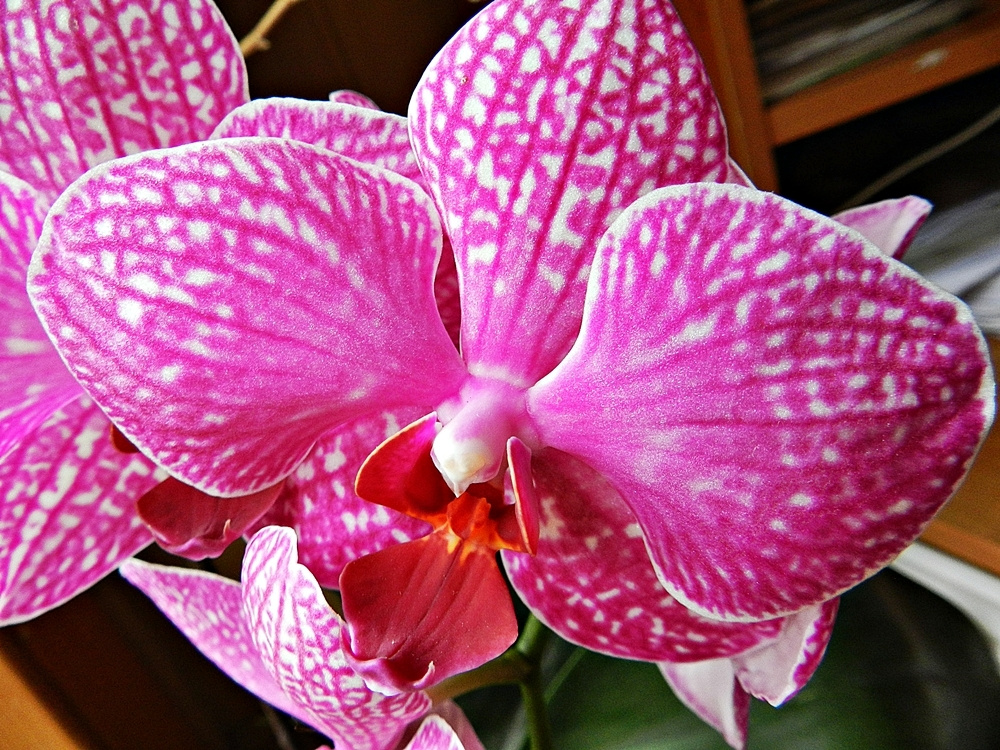 Orchidea 355